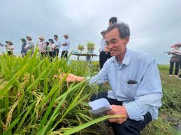 Sản xuất lúa Nếp hương thu lãi gần 34 triệu đồng/ha